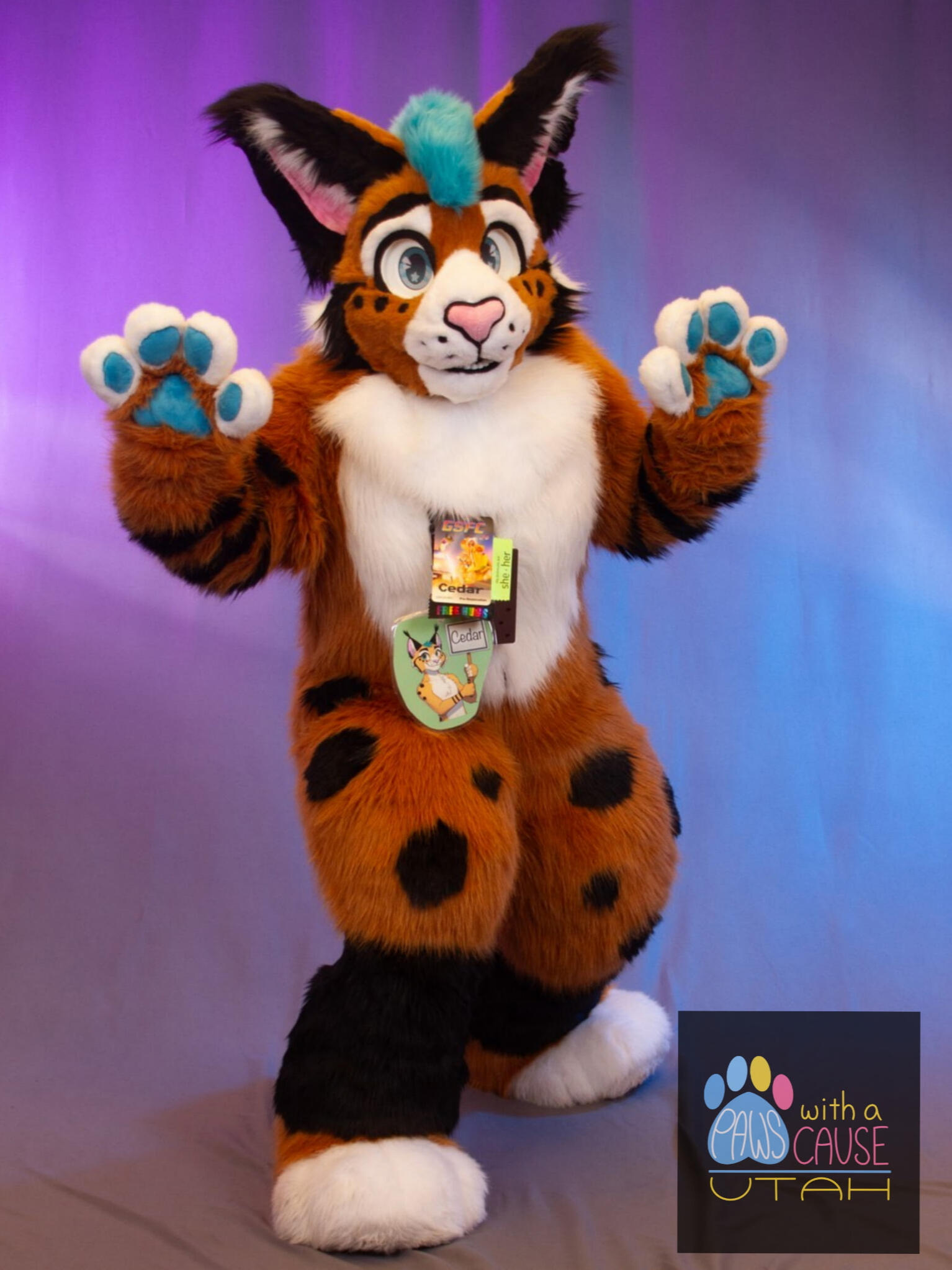Cedar the Lynx